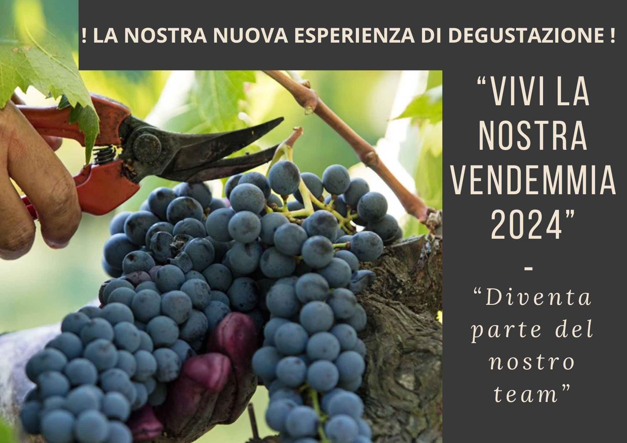 vivi-la-nostra-vendemmia