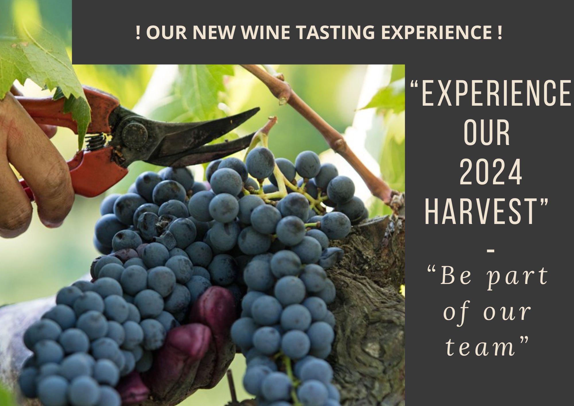 experience-our-2024-harvest